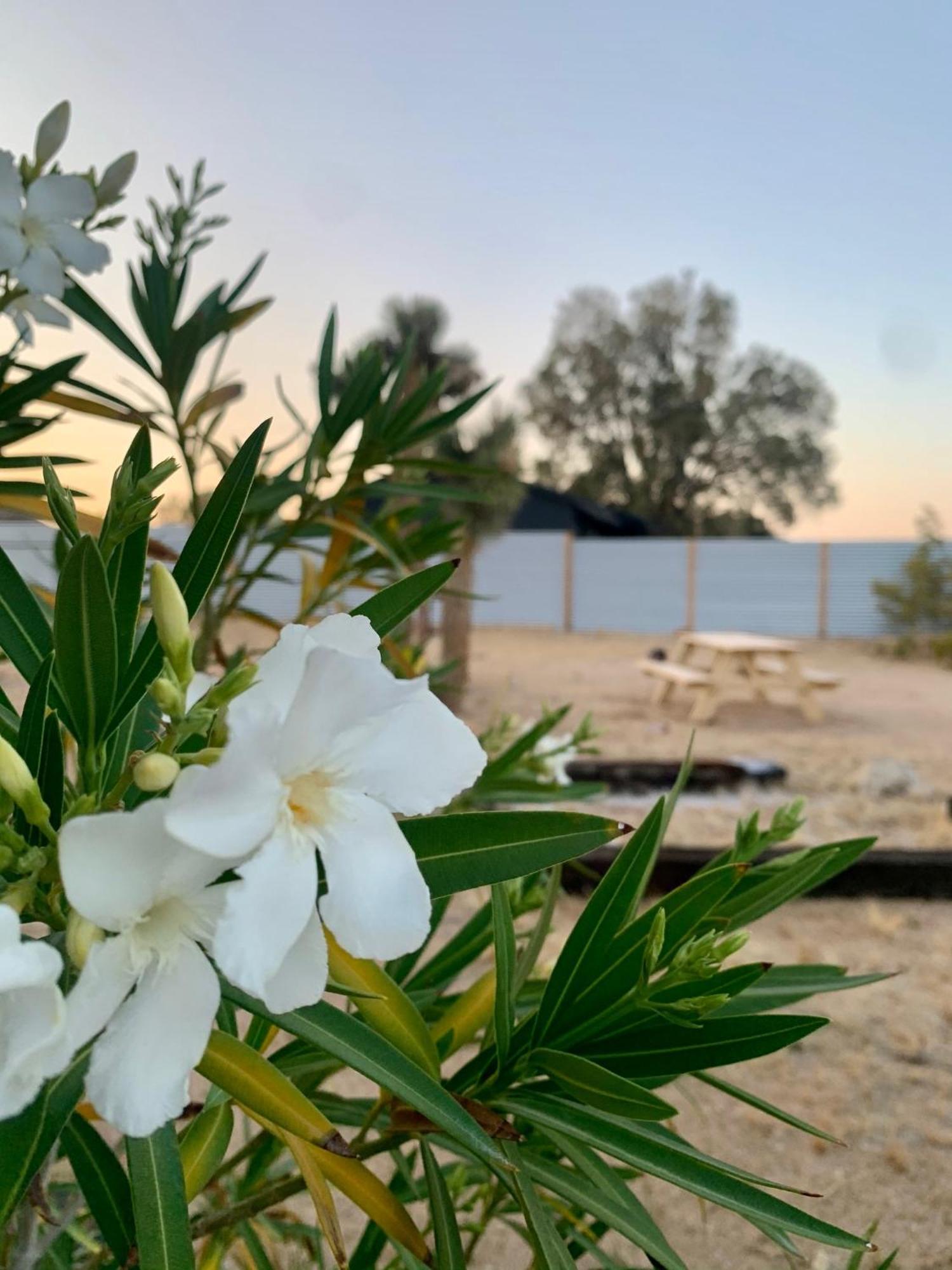Casa Agave: Comfy Joshua Tree Cottage With Free Breakfast Bar Exterior foto